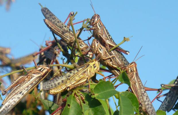 Langostas