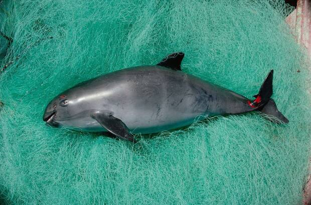 Mamfero marino vaquita en peligro de extincin