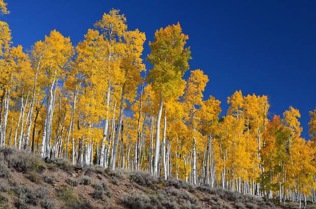 Pando en Estados Unidos