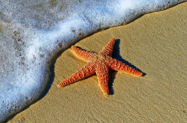 Estrella de Mar