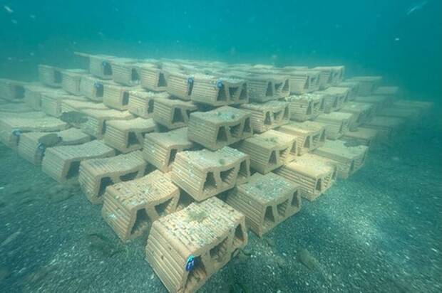 El Mar Menor y las ostras