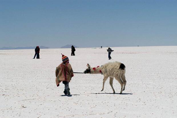Fauna del salar de Uyuni