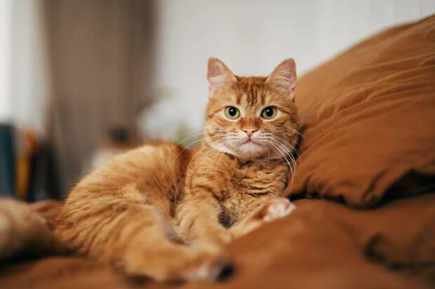 Gato dom�stico