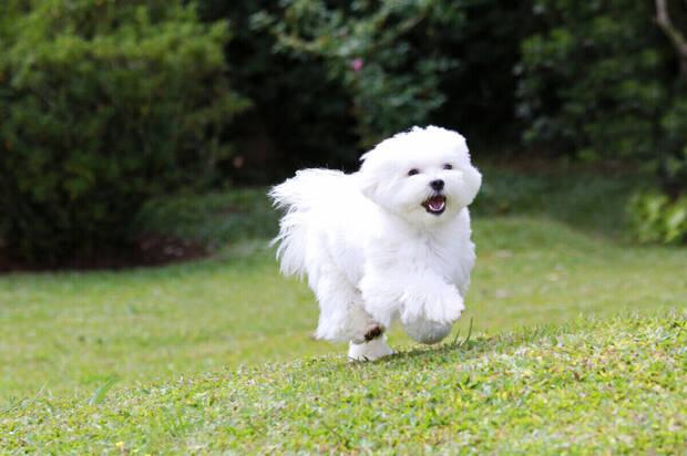 Bichón Maltés