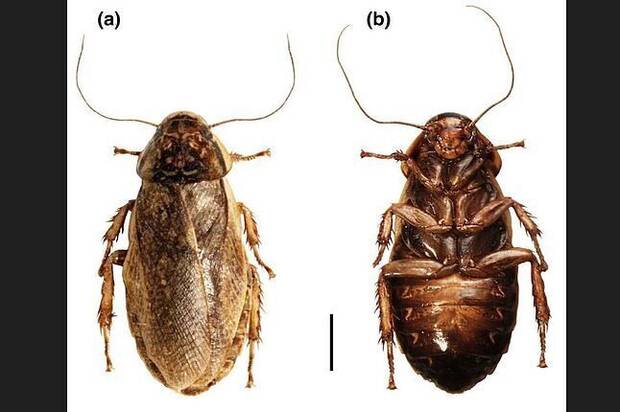 Cucaracha Langosta