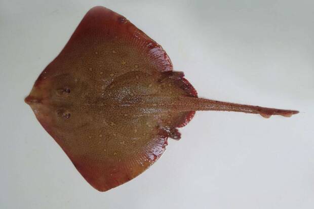 Pastinaca de Java declarada extinta