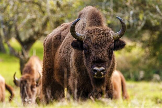 Bisontes europeos