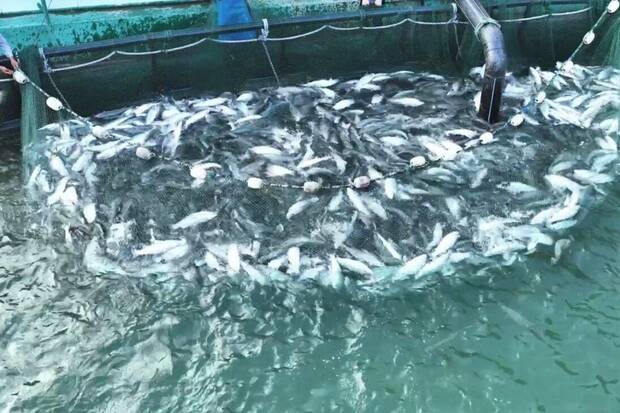 Peces criados en el desierto