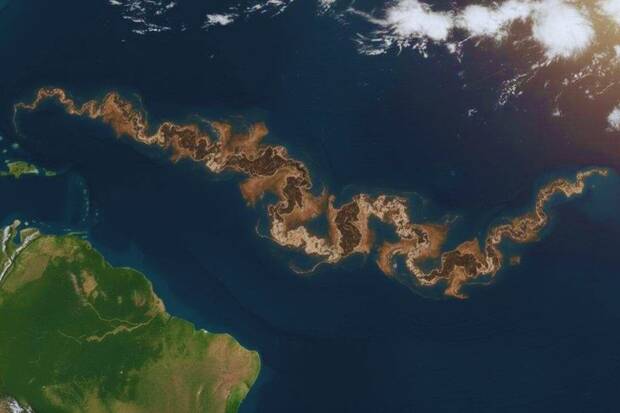 Sargazo en el Atl�ntico