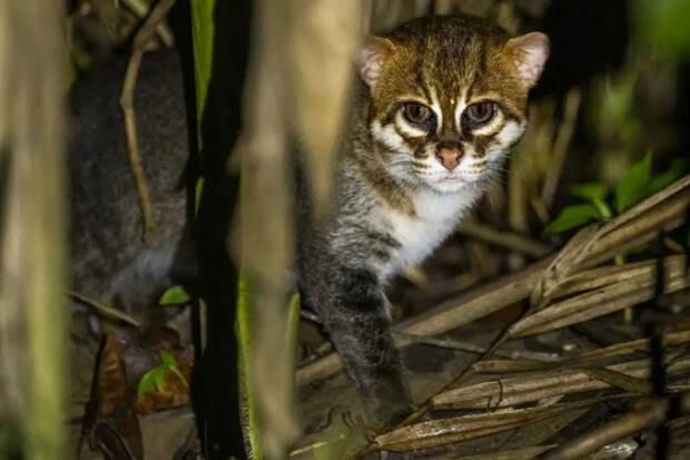 Gato de cabeza plana
