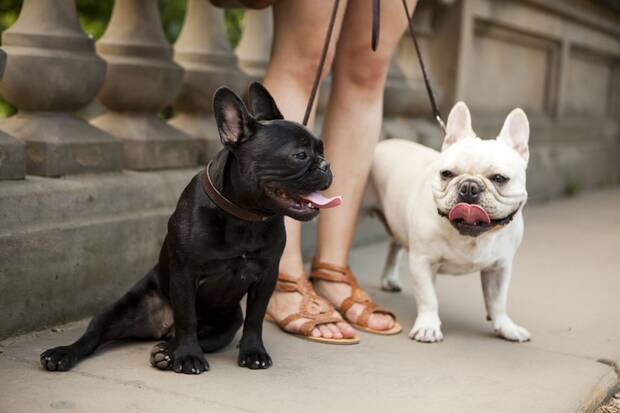 El problema de salud habitual de los bulldogs franceses