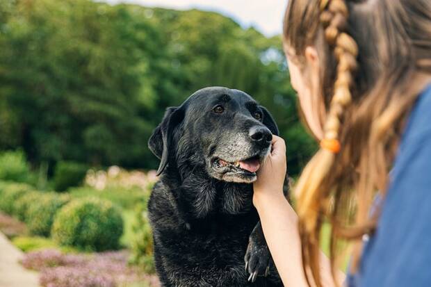 Prácticas y estrategias a seguir para prolongar la buena salud en los perros viejos