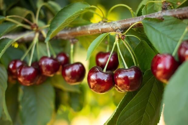 Cerezas