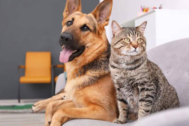 Perro y gato