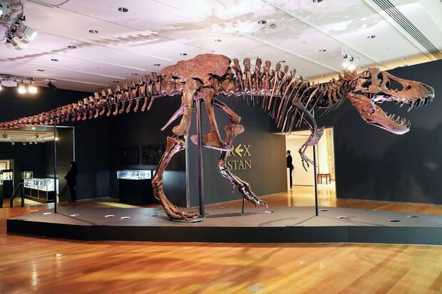 Museo T.rex Esqueleto