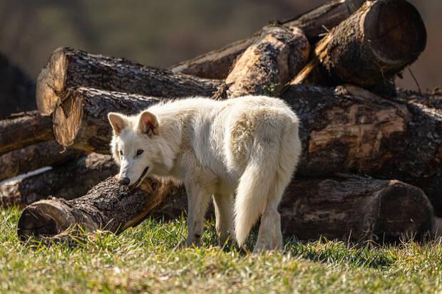 Lobos Extintos