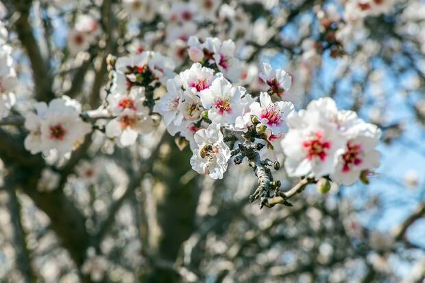 Almendros en Espa�a