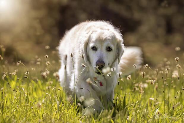 Perros en el campo