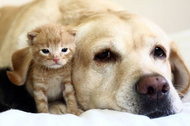 Perros y gatos
