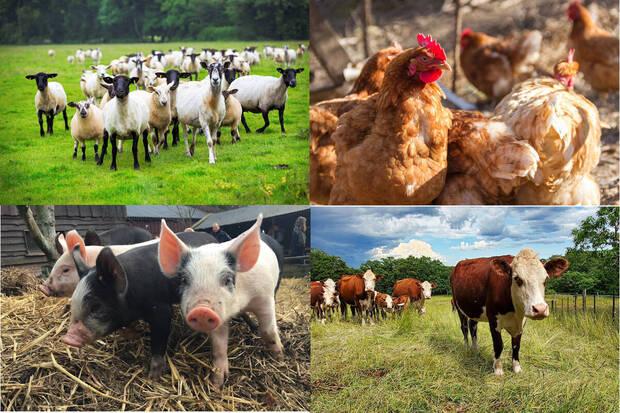 Animales Granja