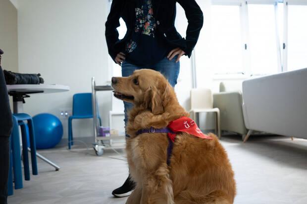 Perros y salud mental