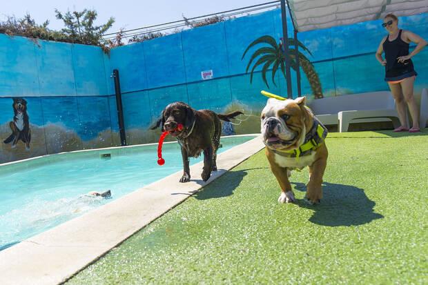 Parque acuático para perros: Vive Pet Resort (Madrid)