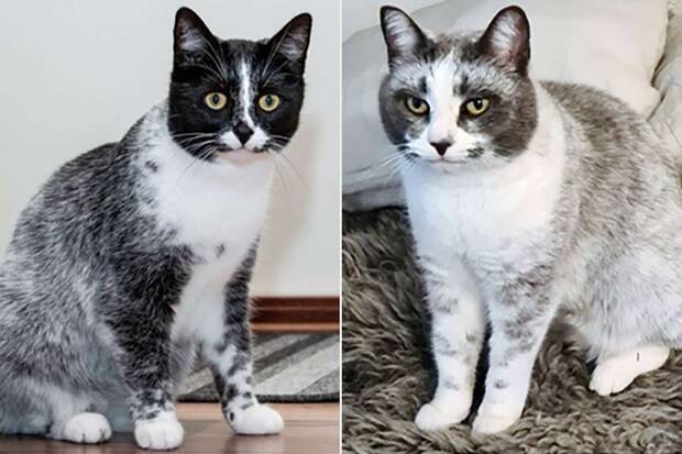 Origen genético del nuevo patrón de pelaje de los gatos salmiak