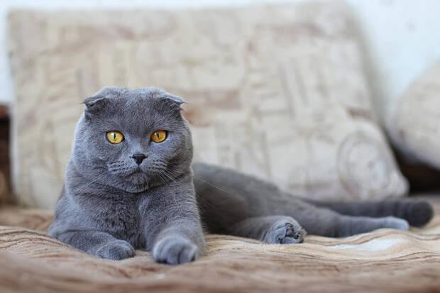 Mejores razas de gato: Fold escocés