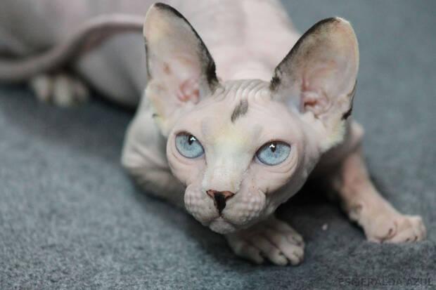 Mejores razas de gato: Esfinge (Sphynx)