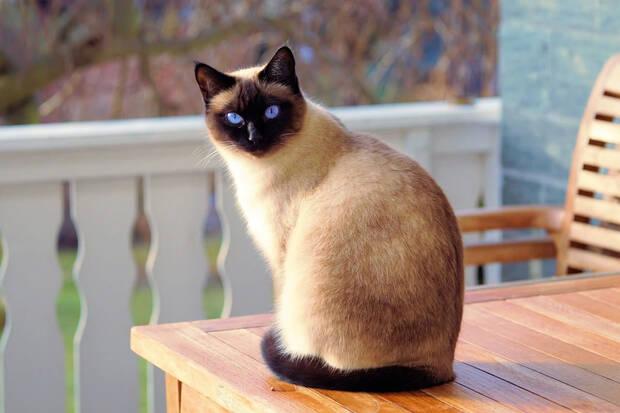 Mejores razas de gato: Siamés