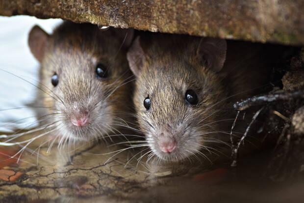 Ratas