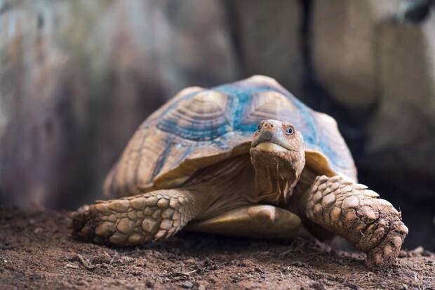 Tortuga espolada africana