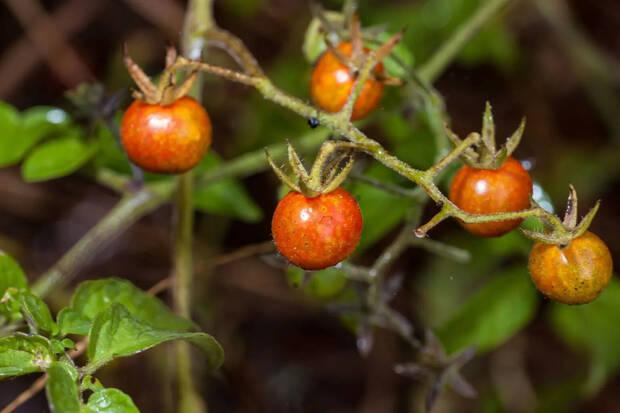Tomates ancestrales