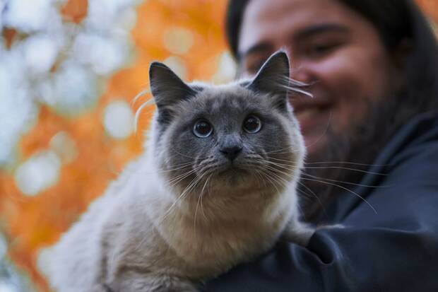 Gatos