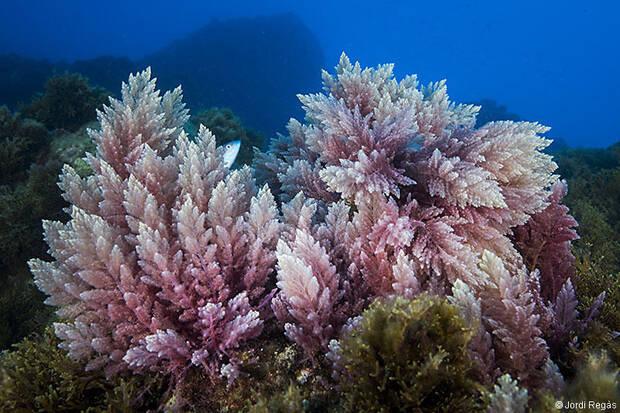 Alga