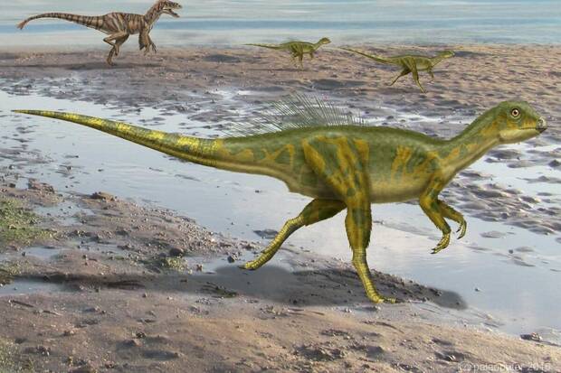 Dinosaurio encontrado en Espaa: Hypsilophodon sp.