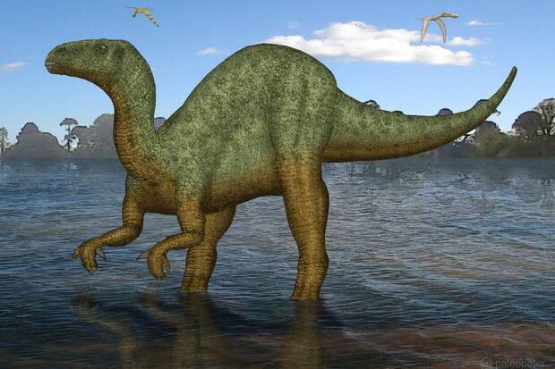 Dinosaurio encontrado en Espaa: Iguanodon spp.