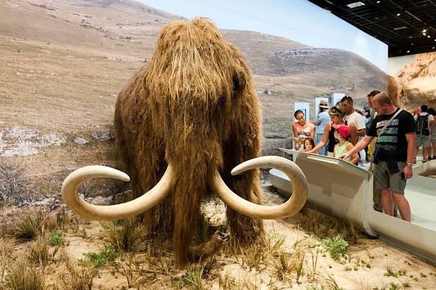 Representaci�n de un mamut lanudo en un museo