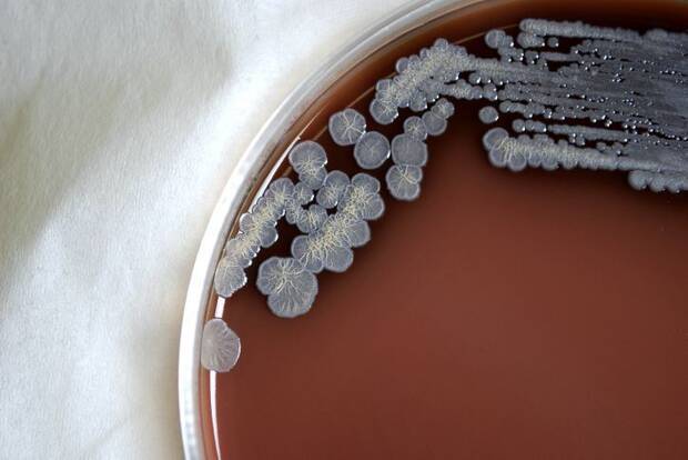 Bacteria
