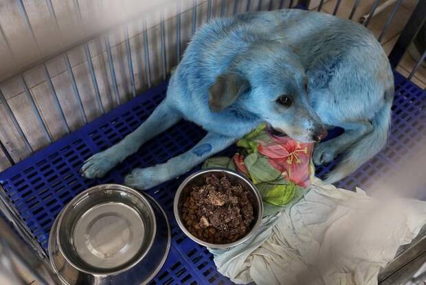 Perro azul