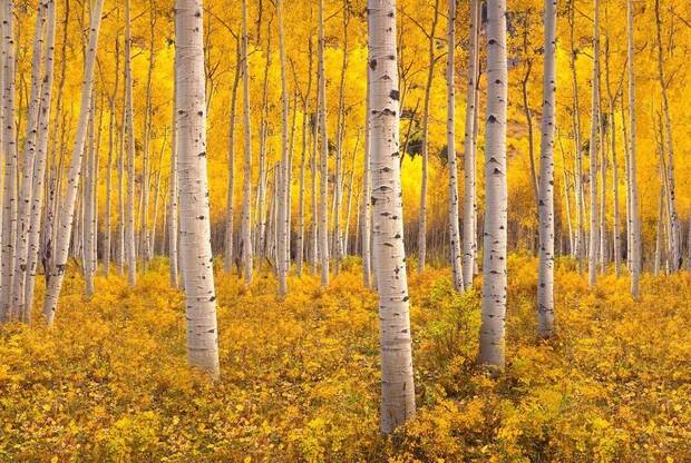 Pando en Estados Unidos