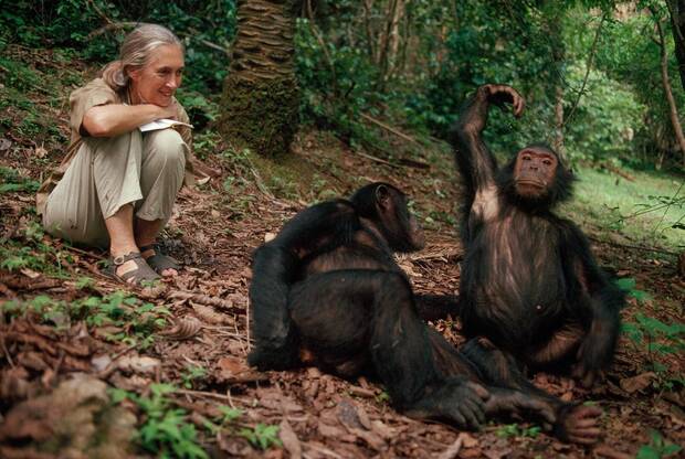 Jane Goodall con los chimpacés de Gombe