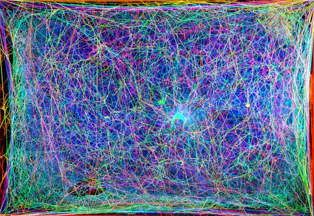 Estudios para poder comunicarse con las ara�as