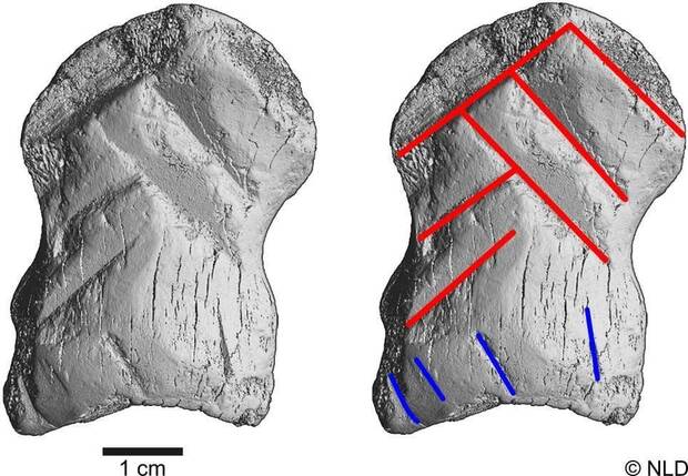 Hueso de neandertales tallado