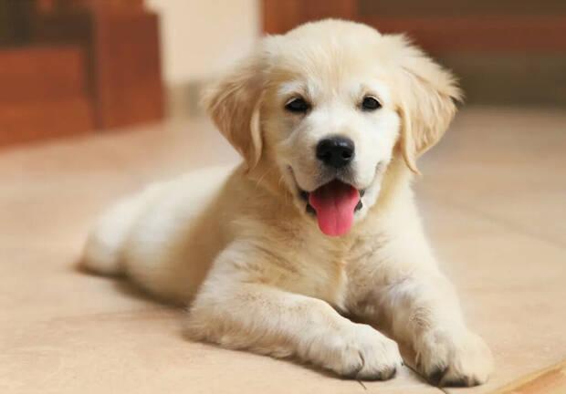 Perro