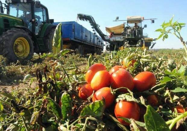 Tomates