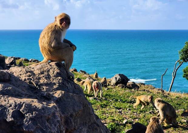 Monos en Cayo Malayo
