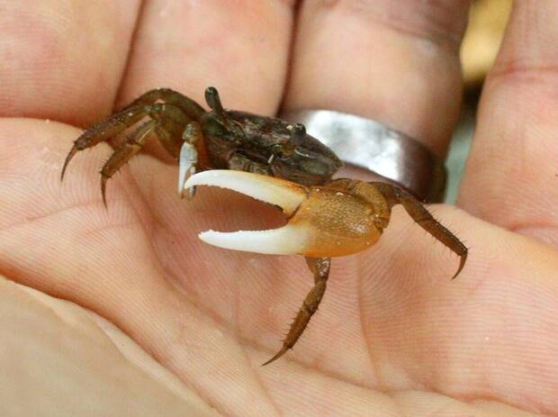 Cangrejo 'come pl�stico'