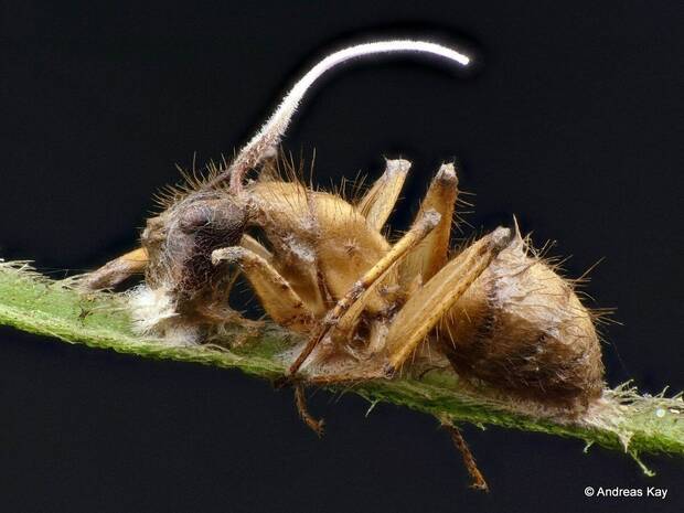 Cmo afecta el cordyceps en hormigas en la vida real