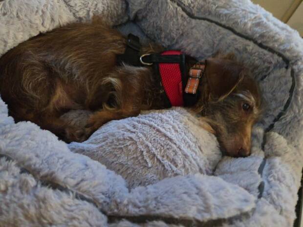 Choco y su aventura por EE.UU